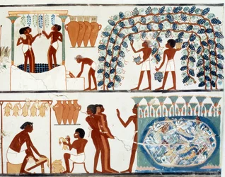 Art égyptien : Cueillette et foulage du raisin. Tombe de Nakht, époque d