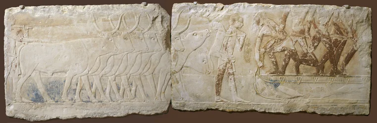 Relief de paysans conduisant du bétail et pêchant, Ancien Empire, 2450-2290 av. J.-C.