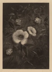 Roses sauvages