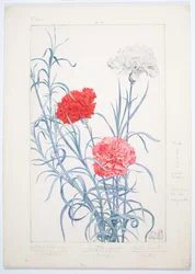 Œillets, vers 1909 (Aquarelle et mine de plomb sur carton)