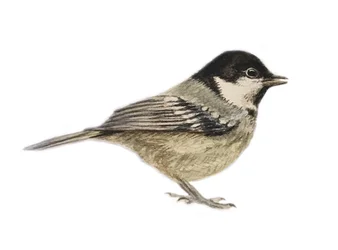 Coal Tit, 2019 (aquarelle et crayon)