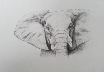 Éléphant, 2011 (aquarelle et crayon sur papier)