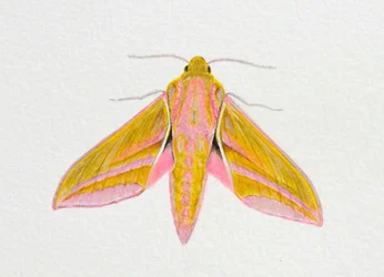 Moth Elephant Hawk, 2023