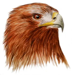 Aigle royal, 2011 (aquarelle et crayon)