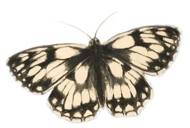 Papillon blanc marbré, 2019 (aquarelle et crayon)
