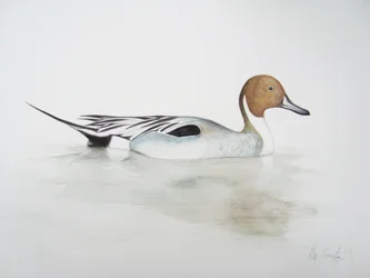 Canard pilet, 2011 (aquarelle et crayon)
