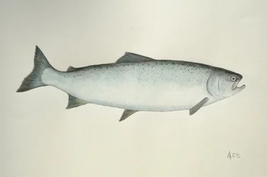 Saumon, 2013 (aquarelle et crayon)