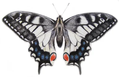Hirondelle, 2012 (aquarelle et crayon)