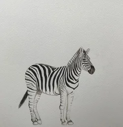 Zèbre, 2018 (crayon aquarelle et peinture)