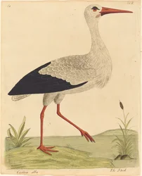 La Cigogne Ciconia Alba, publié 1731-1738