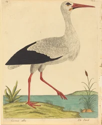 La cigogne Ciconia Alba, publié 1731-1738