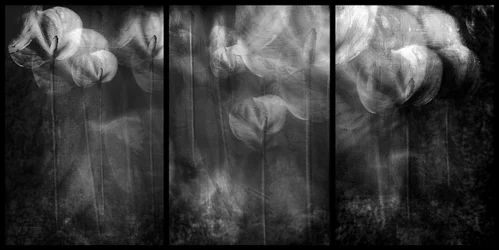 Formes florales éthérées