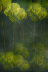 Fleurs vertes éthérées