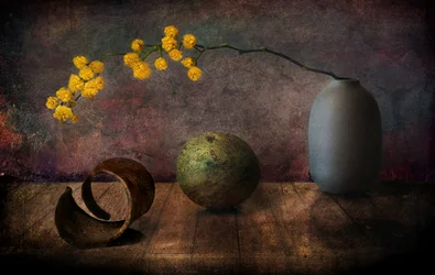 Nature morte à la mimosa mélancolique