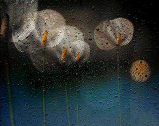 Des callas sous la pluie