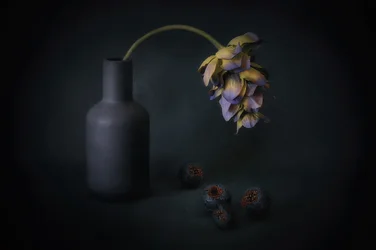 Fleur ombrée et baies
