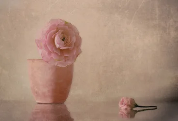 Fleur de renoncule rose pâle