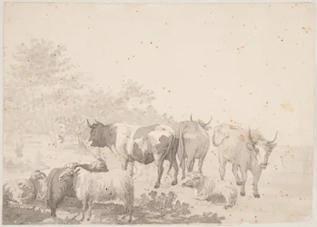 Troupeau de bovins