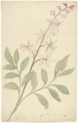 Étude de fleurs
