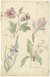 Études de fleurs dont une iris