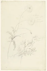 Études de pavot et de jasmin
