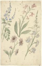 Quatre études de fleurs roses et bleues