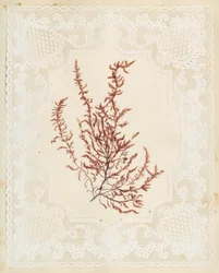Algues