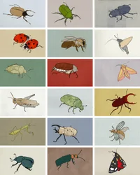 Insectes