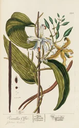 Herbarium Blackwellianum emendatum et auctum, 1754-1773