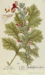 Acanthus Branca Ursina, d