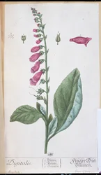 Digitalis purpurea, de 