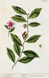 Thé vert, planche 351 de 