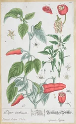 Poivre de Guinée (Piper Indicum) planche 129 de l