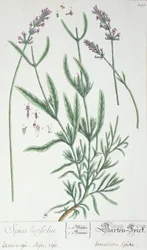 Lavande, planche de 