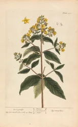 Lysimachia (Lysimaque), Planche 278 de 