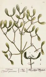Gui de 