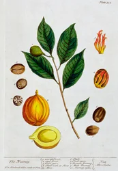 Noix de muscade