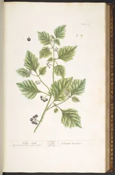 Planche 107, Morelle, tirée de « A Curious Herbal »