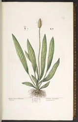 Planche 14, Plantain à feuilles étroites, de 