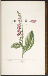 Planche 16, Digitale, de 