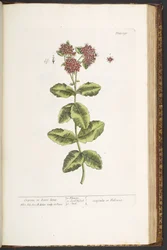 Planche 191, Orpin, de 