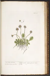 Planche 200, Petite Marguerite sauvage, de 