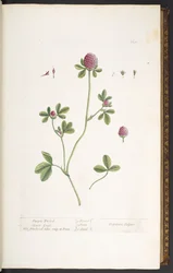 Planche 20, Trèfle violet, de 