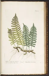 Planche 215, Polypode du Chêne, de 