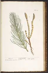 Planche 217, Prêle, de 