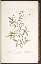 Planche 23, Cresson de jardin, de 