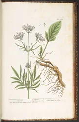 Planche 250, Valériane, de 