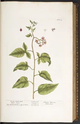 Planche 34, morelle douce-amère, de "A Curious Herbal"