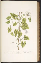 Planche 38, Great Bindweed, de 