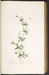 Planche 39, Gaille, de 